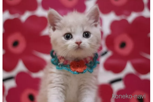 成約済の東京都のスコティッシュフォールド-100109